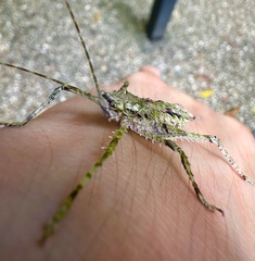 Phricta spinosa