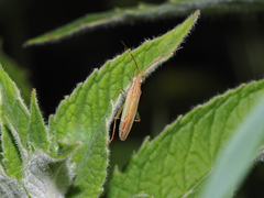 Stenodema calcarata