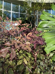Alternanthera brasiliana