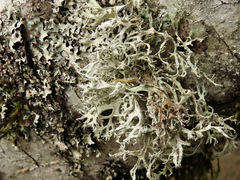 Evernia prunastri