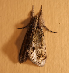 Zalissa catocalina