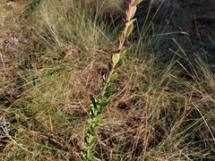 Carphephorus corymbosus