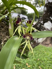 Prosthechea cochleata