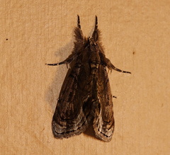 Zalissa catocalina