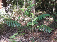 Alpinia arundelliana