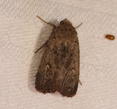 Proteuxoa hypochalchis