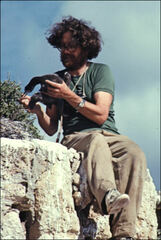 Phalacrocorax fuscescens