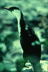 Phalacrocorax fuscescens