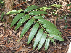 Alpinia arundelliana