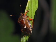 Pinthaeus sanguinipes