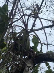 Tillandsia balbisiana