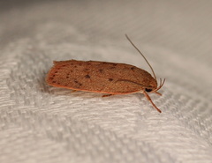 Prionocris protoxantha