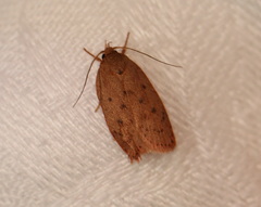 Prionocris protoxantha