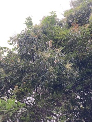 Castanopsis formosana