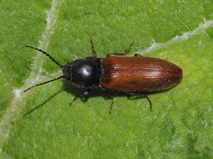 Athous haemorrhoidalis
