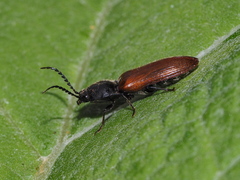 Athous haemorrhoidalis