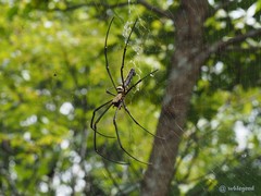 Nephila pilipes