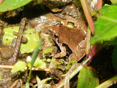 Microhyla achatina