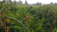 Rhynchospora corniculata