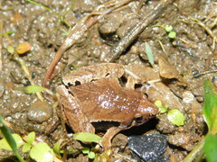 Microhyla achatina