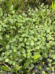 Hydrocotyle