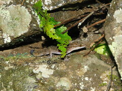 Cyrtodactylus marmoratus