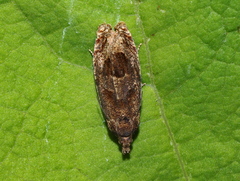 Eucosma