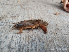 Gryllotalpa
