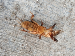 Gryllotalpa