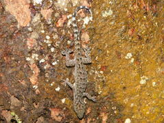 Cyrtodactylus