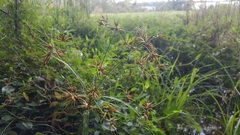 Rhynchospora corniculata