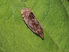 Eucosma