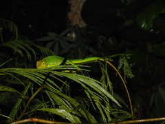 Bronchocela jubata