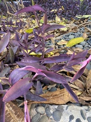 Alternanthera brasiliana
