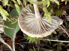 Clitocybe dealbata