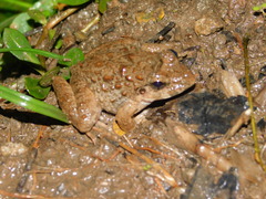 Limnonectes macrodon