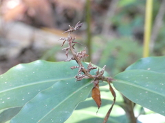 Alpinia arundelliana