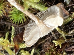 Clitocybe dealbata