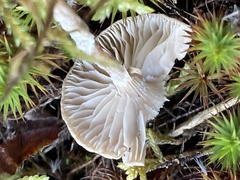 Clitocybe dealbata