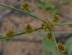 Cyperus conicus