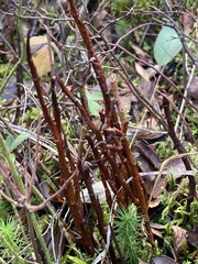 Calyptospora columnaris