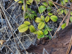 Tephrosia chrysophylla