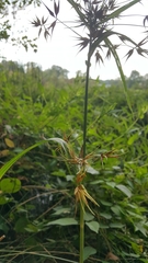 Rhynchospora corniculata