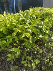 Ligustrum ovalifolium