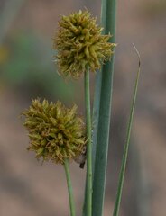 Cyperus conicus