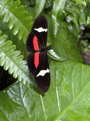 Heliconius clysonymus