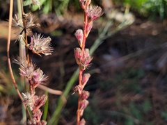 Liatris tenuifolia