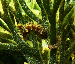 Hippocampus breviceps