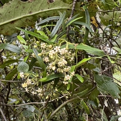 Parsonsia capsularis