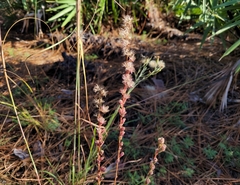 Liatris tenuifolia